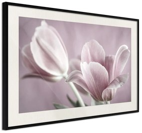 Poster  Pastel Tulips I  Cornice Quadri Cornice nera con pass-partout, Larghezza x Altezza Home decor 30x20