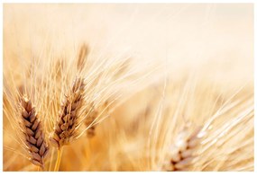 Carta da parati – Campo di grano
