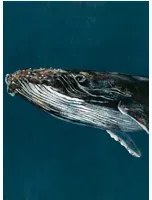 Coordonne Carta da parati panoramica Humpback Whale - Ocean