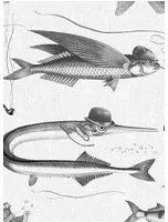 KEK Amsterdam Carta da parati Dandy Fish - WP-803