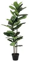 Pianta con Vaso 39Foglie H145 (2 Pezzi) - FICUS LYRATA