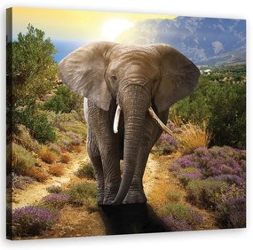 Quadro su tela, Elefante al tramonto  Dimensioni Tappeti 30x30