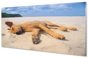 Quadro in vetro Spiaggia per cani sdraiati 100x50 cm