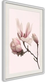 Poster  Blooming Magnolias II  Cornice Quadri Cornice nera con pass-partout, Larghezza x Altezza Home decor 40x60