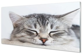 Quadro su vetro acrilico Cat addormentato 100x50 cm