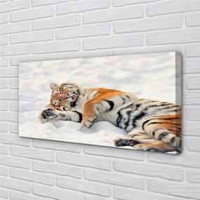 Quadro stampa su tela Snow invernale di tigre 100x50 cm