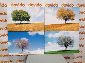 Stampa su tela – Albero nelle stagioni