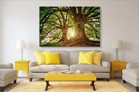 Stampa su tela – Alberi maestosi