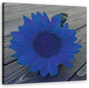 Quadro su tela, Girasole blu  Dimensioni 50x50