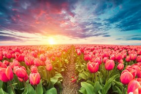 Stampa su tela – Alba sopra il prato con tulipani