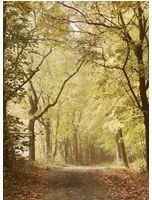Coordonne Carta da parati panoramica Woods October Path - 6500207