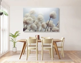Quadro su tela – Fiori artici di cotone