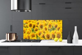 Rivestimento parete cucina Natura della pianta del girasole 100x50 cm