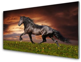 Pannello paraschizzi cucina Animali del prato del cavallo nero 120x60 cm