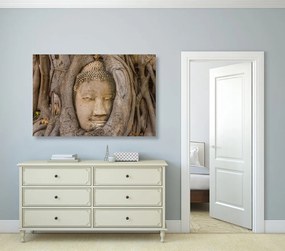 Stampa su tela – Ficus sacro di Buddha