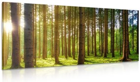 Stampa su tela – Mattina nella foresta