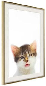 Poster  Funny Kitten  Cornice Quadri Cornice d'oro con passe-partout, Larghezza x Altezza Home decor 20x30