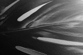 Quadro su tela – Foglia di monstera in bianco e nero