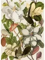 Mindthegap Carta da parati Magnolia - WP20152