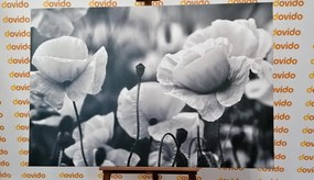 Stampa su tela – Campo di papaveri selvatici in bianco e nero