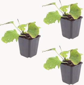 Set di 3 piante vere Caucasian Forget-Me-Not Brunnera macrophylla