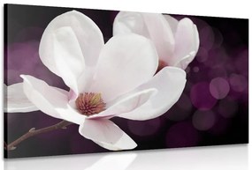 Quadro su tela – Fiore di magnolia su sfondo astratto