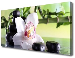 Quadro su tela Pietre di bambù dell'orchidea 100x50 cm
