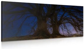 Stampa su tela – Alberi nella terra notturna