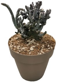 Pianta da interno MONVILEA SPEGAZZINI - VASO DIAM.CM. 30