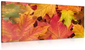 Quadro su tela – Foglie autunnali