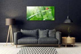 Quadro in vetro Erba coccinella Natura 100x50 cm