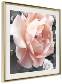 Poster  Delicate Rose  Cornice Quadri Cornice d'oro con passe-partout, Larghezza x Altezza Home decor 20x20