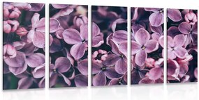 Quadri 5 pezzi – Fiori di lillà viola