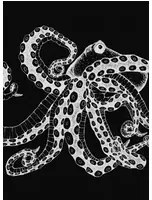 Coordonne Carta da parati panoramica Octopus X-Ray - Black