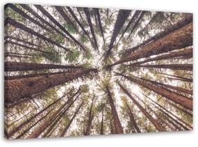 Quadro su tela, Pino Natura Foresta Verde  Dimensioni Tappeti 100x70