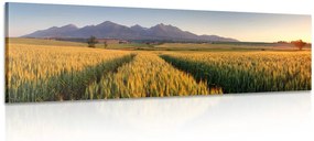 Stampa su tela – Tramonto su campo di grano