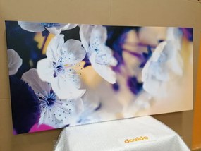 Quadro su tela – Ramo di ciliegio fiorito
