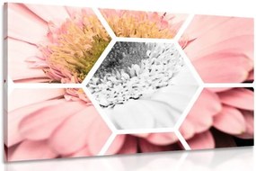 Quadro su tela – Gerbera in esagono