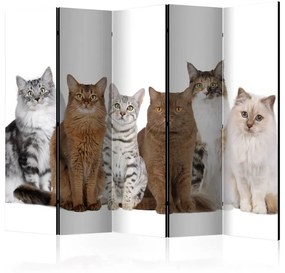 Paravento Sweet Cats II [Room Dividers]