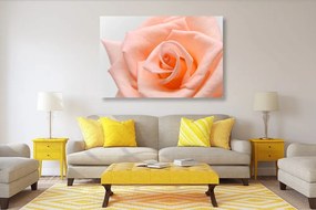Quadro su tela – Rose in tonalità pesca