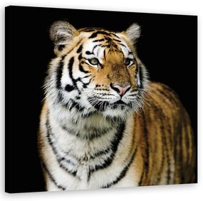 Quadro su tela, Tigre maestosa  Dimensioni Tappeti 40x40