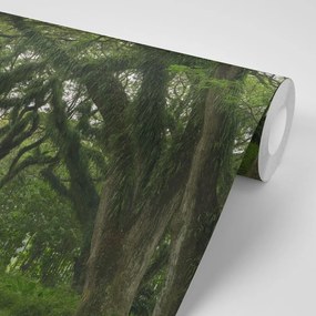 Carta da parati autoadesiva – Sentiero avvolto nel verde