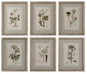 Quadro Home ESPRIT Shabby Chic Piante botaniche 30 x 2 x 40 cm (6 Unità)