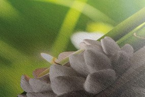 Quadro su tela – Buddha armonioso