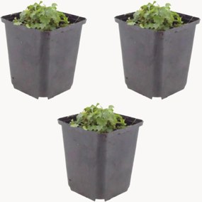 Set di 3 piante vere Campanula portenschlagiana