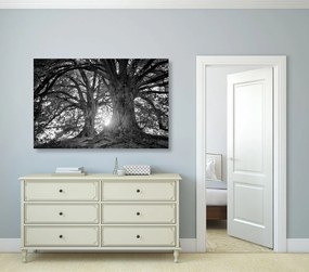 Quadro su tela – Alberi maestosi in bianco e nero