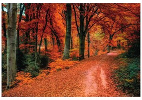 Carta da parati – Bosco in autunno