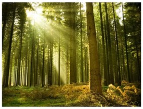 Fotomurale Foresta di pini