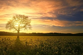 Carta da parati – Albero solitario