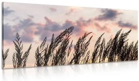 Stampa su tela – Erba al tramonto